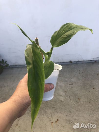 Филодендрон Трипартитум