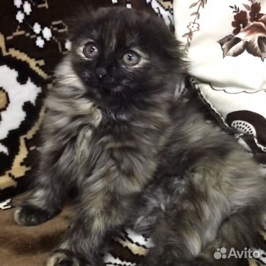 Вислоухий пушистый котенок девочка бесплатно