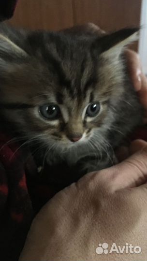 Сибирская кошечка, котенок