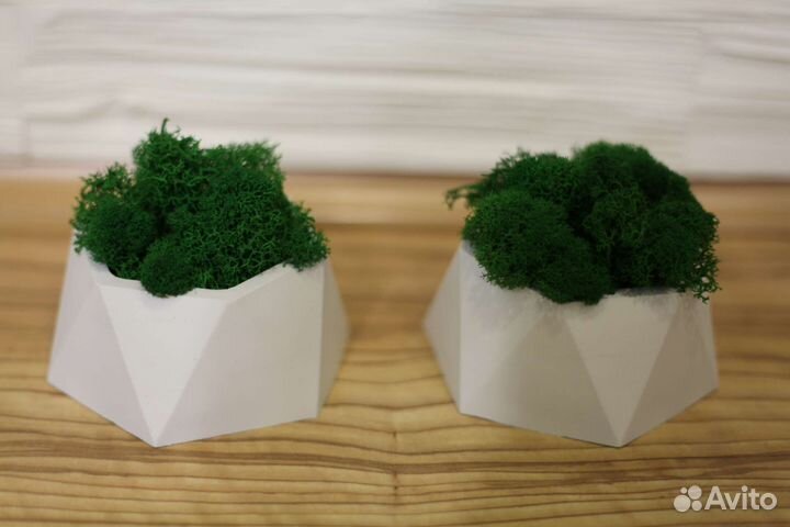 Набор 2 кашпо со стабилизированным мхом