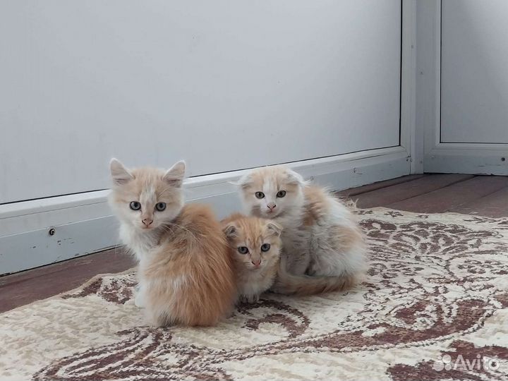 Домашние кошки