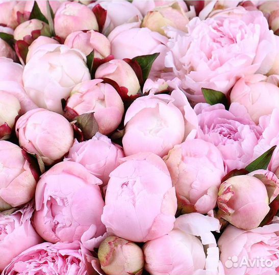 Пионы сортовые опт и розница
