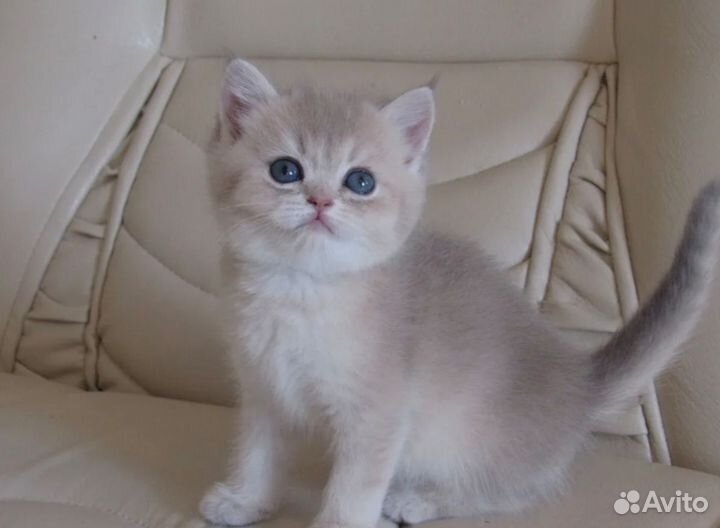 Британская девочка голубое золото Ежевика