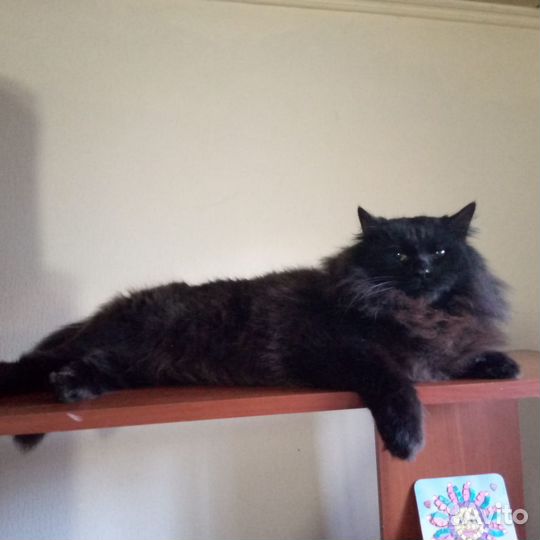 Котик ищет дом