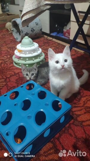 Две девчушки ищут добрые руки