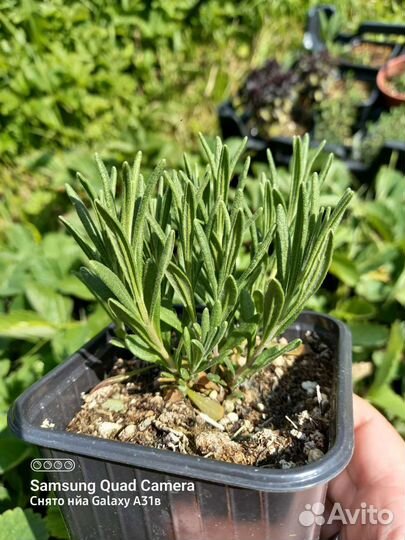 Саженцы лаванды, тимьяна, базилика пряные травы