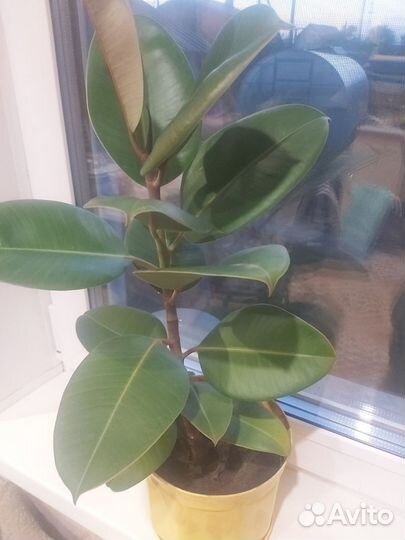 Фикус каучуконосный эластика