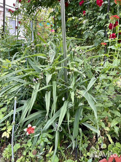 Традесканция, Ромашки