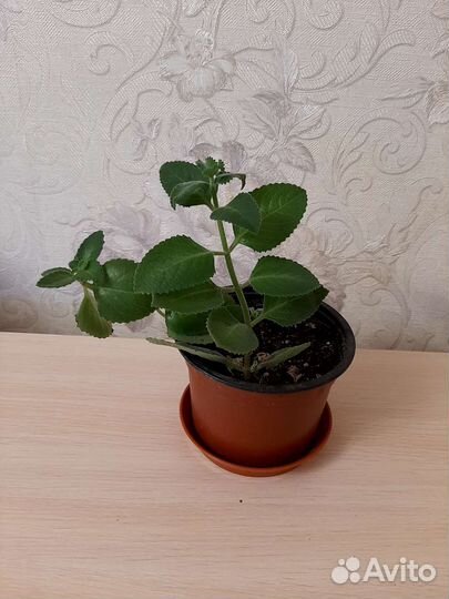 Цветы и горшки