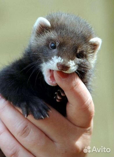 Домашний хорек