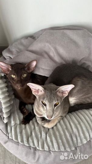 Лежанка для животных