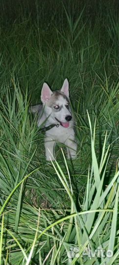 Щенки хаски