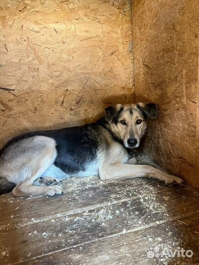 Старый пес из приюта в добрые руки