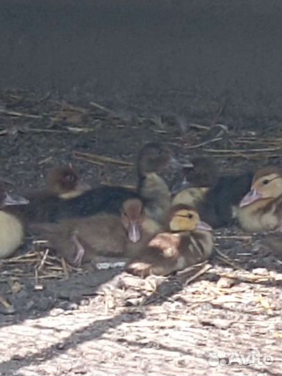 Утята индоутки