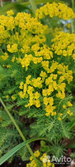 Многолетние цветы для сада