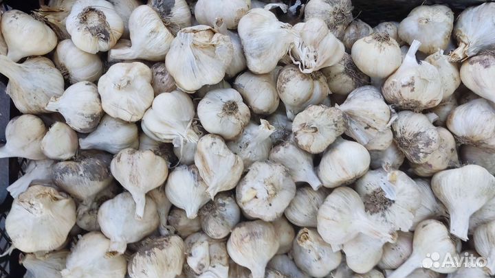 Чеснок семенной