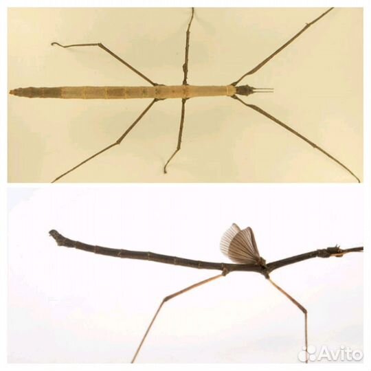 Палочники, тараканы