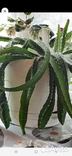 Декабрист, питахайя, алоэ