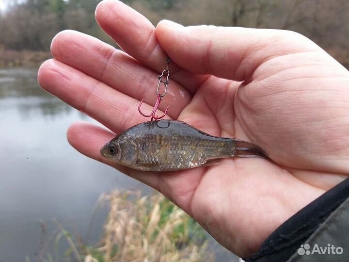 Живец карась