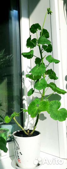 Пеларгонии герани сортовые и душистые