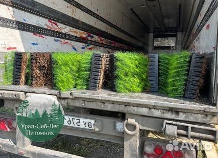 Зкс Сосна сеянцы Ели Лиственницы окс Голуб Горная