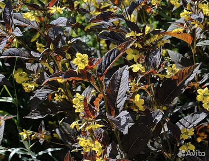 Многолетние садовые цветы, растения