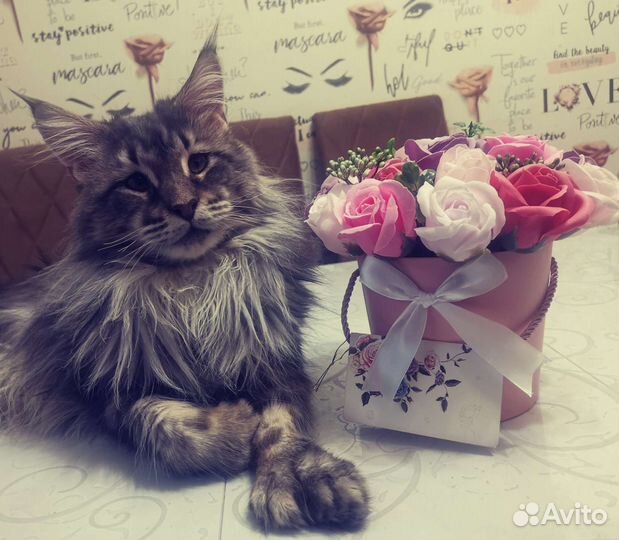 Мейн-кун полидакт вязка