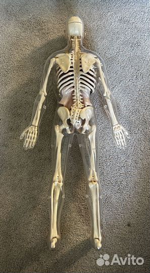 Скелет человека, Edu Science lab