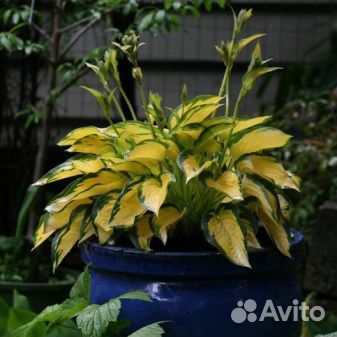 Хоста Orange Marmalade