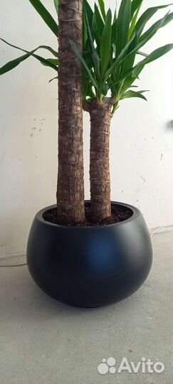 Юкка пальма 160 см