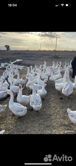 Гуси
