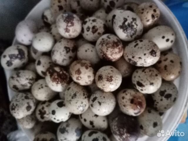 Яйцо перепелинное