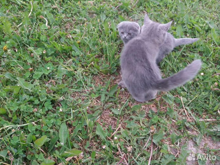 Британская голубая вислоухая девочка