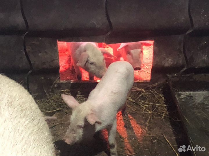 Поросята ландрас. Продам.возраст 1,5-2 месяц