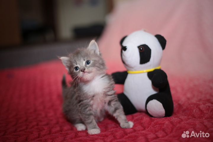 Котята пушистые