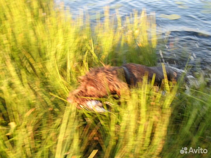 Отдам дратхаара