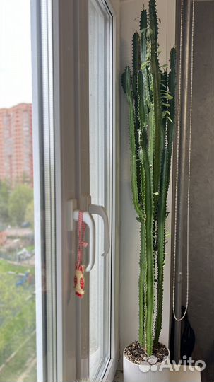 Молочай трехгранный (Эуфорбия)