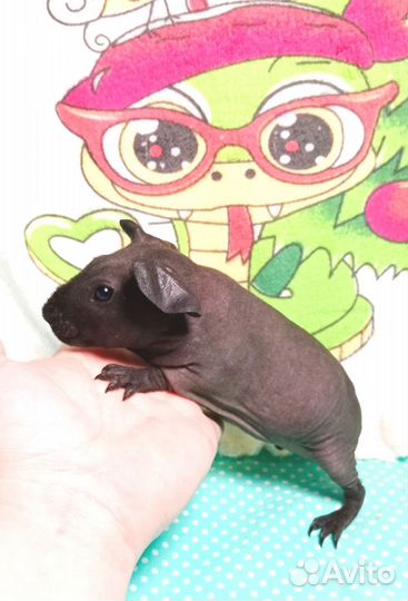 Морские свинки скинни