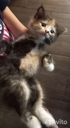 Котёнок ищет новый дом