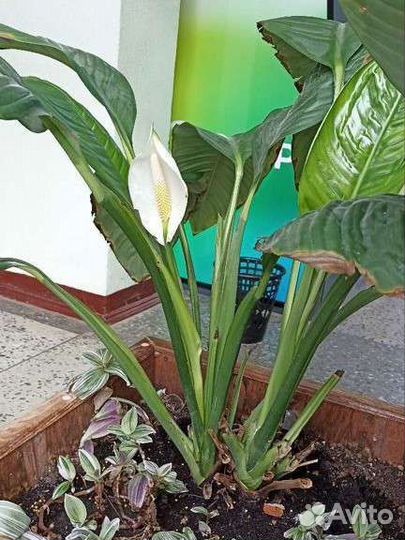 Спатифиллум Сенсация