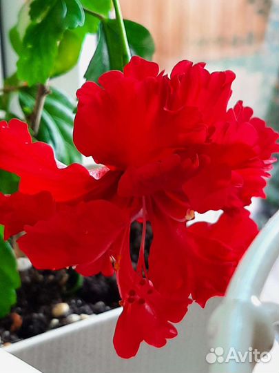 Срезы - Гибискус комнатный сортовой