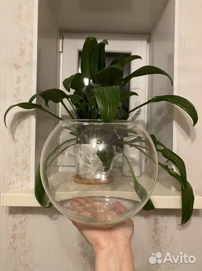 Флорариум/Аквариум + подарок камушки