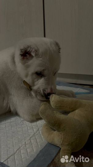 Среднеазиатская овчарка алабай щенок