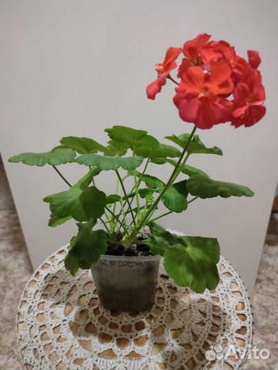 Пеларгония герань Что на фото