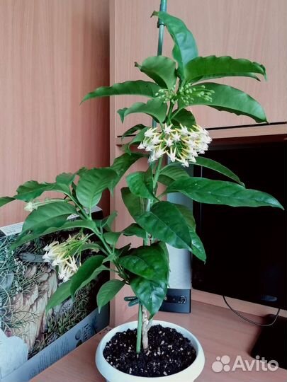 Хойя мультифлора цветущая