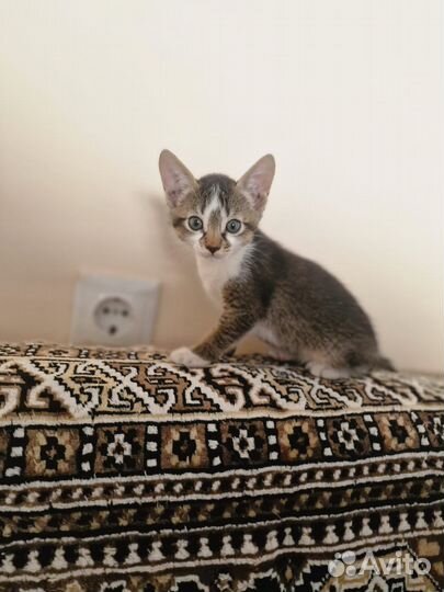 Абиссинская девочка в добрые руки