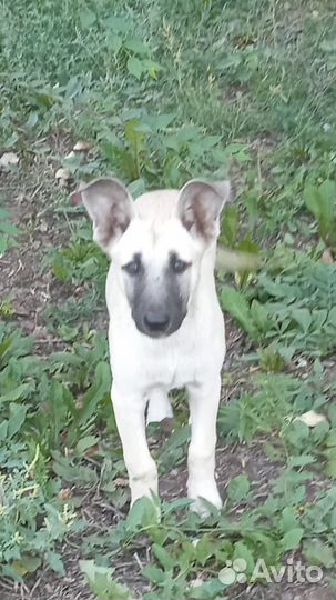 Собачка в добрые руки