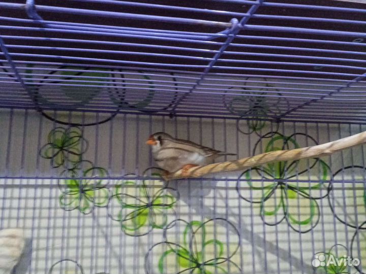 Птицы амадины с клеткой