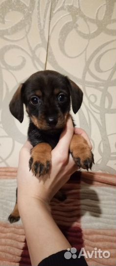 Помесь таксы