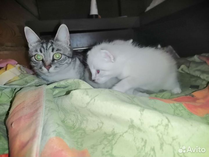 Котята в добрые руки